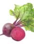 Beetroot Organic