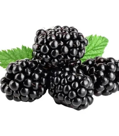 Fresh blackberries with green leaves