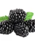 Black Berry