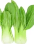 Bok Choy Holland