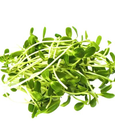 Borage – Microgreen Cut