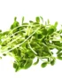 Borage – Microgreen Cut