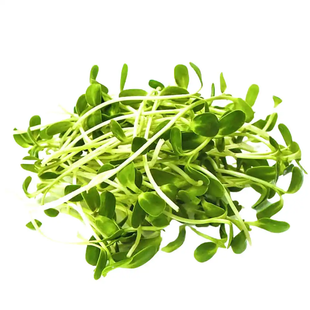 Borage – Microgreen Cut Borage – Microgreen Cut