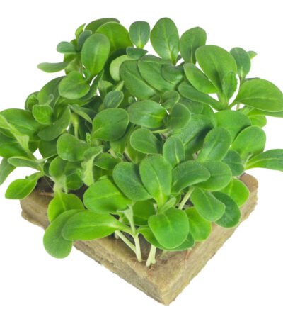 Borage – Microgreens Punnet