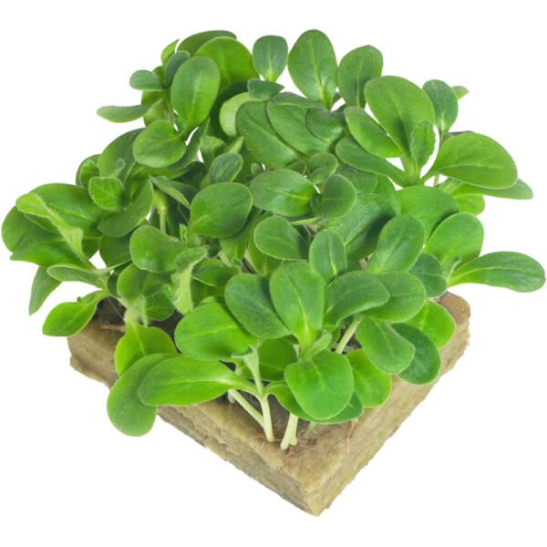 Borage – Microgreens Punnet