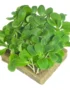 Borage – Microgreens Punnet