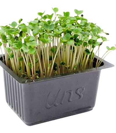 Broccoli Cress