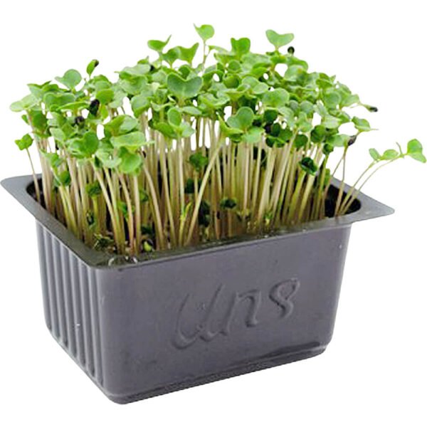 Broccoli Cress