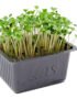 Broccoli Cress