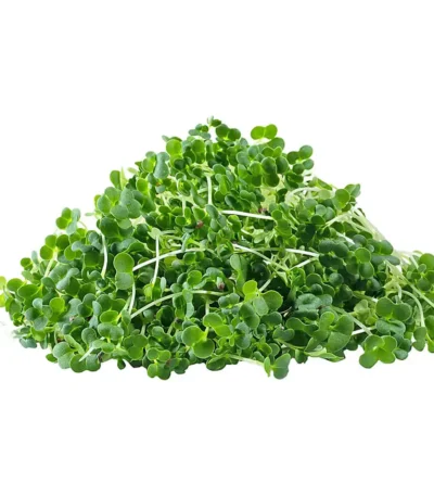 Broccoli – Microgreen Cut