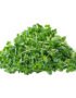 Broccoli – Microgreen Cut