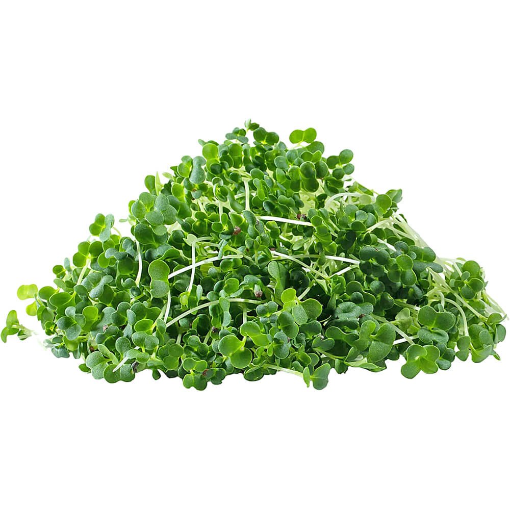 Broccoli – Microgreen Cut