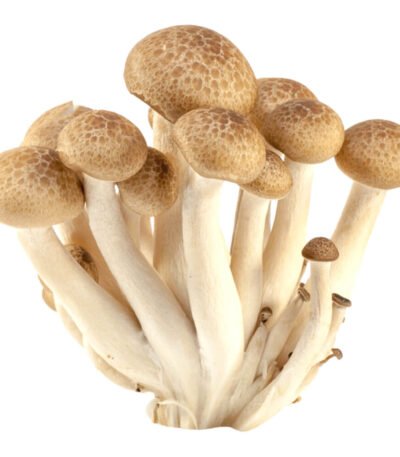 Brown Shimeji Mushroom