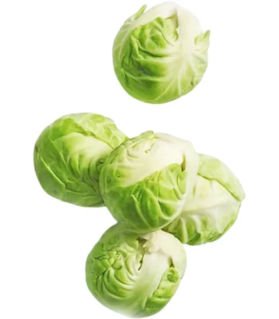 Brussels Sprout Holland