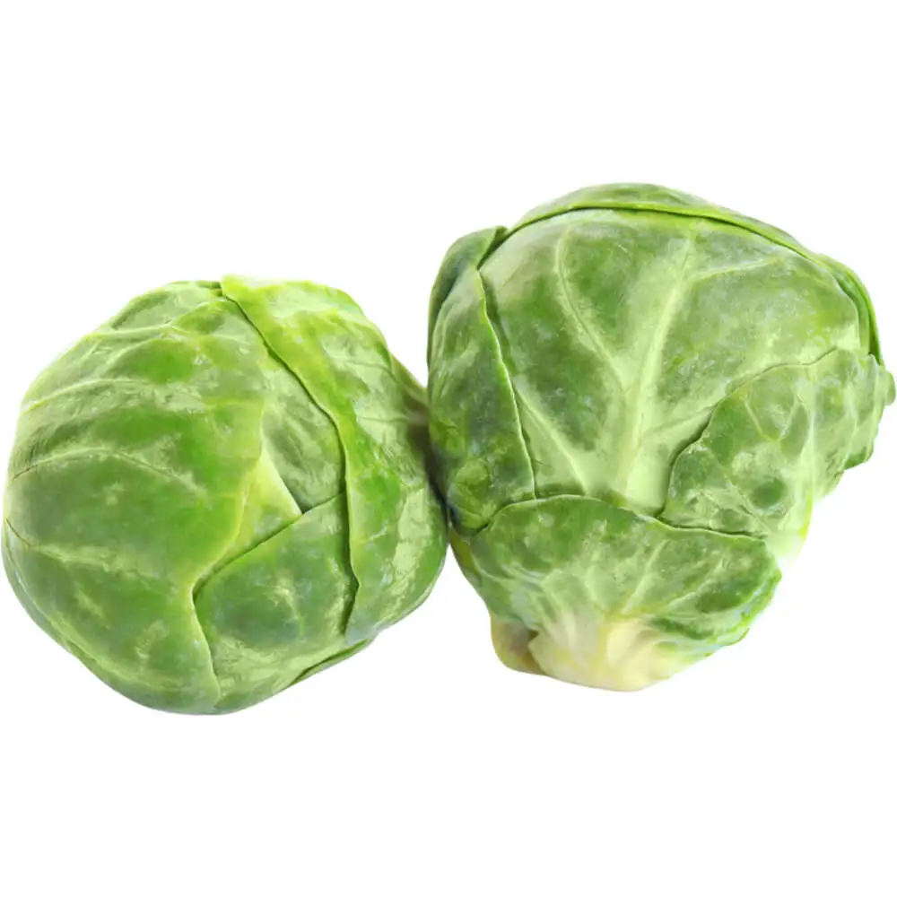 Brussels Sprout Brussels Sprout