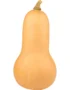Butternut Pumpkin
