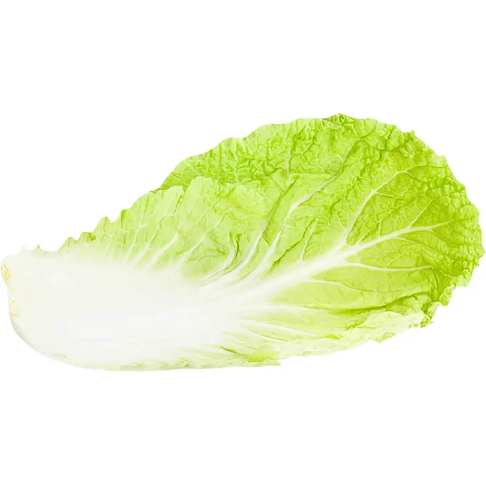 Cabbage Chinese Leaf Sanitized Cabbage Chinese Leaf Sanitized