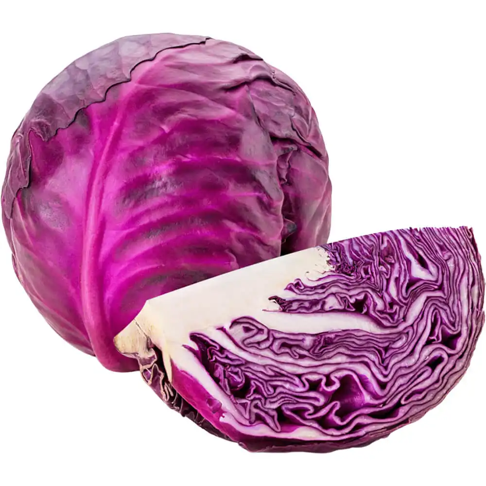 Cabbage Red Cabbage Red