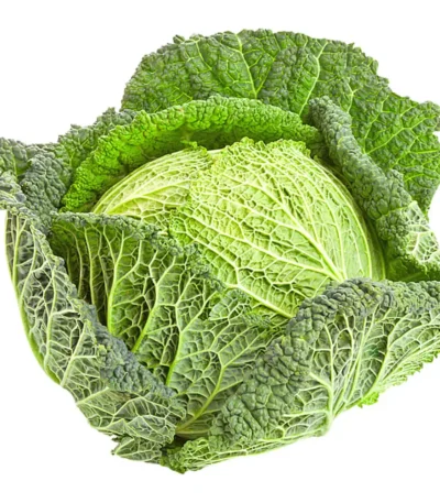 Cabbage Savoy Holland
