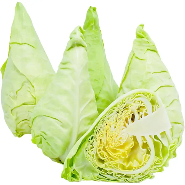 Cabbage Spring Holland