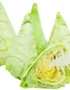 Cabbage Spring Holland