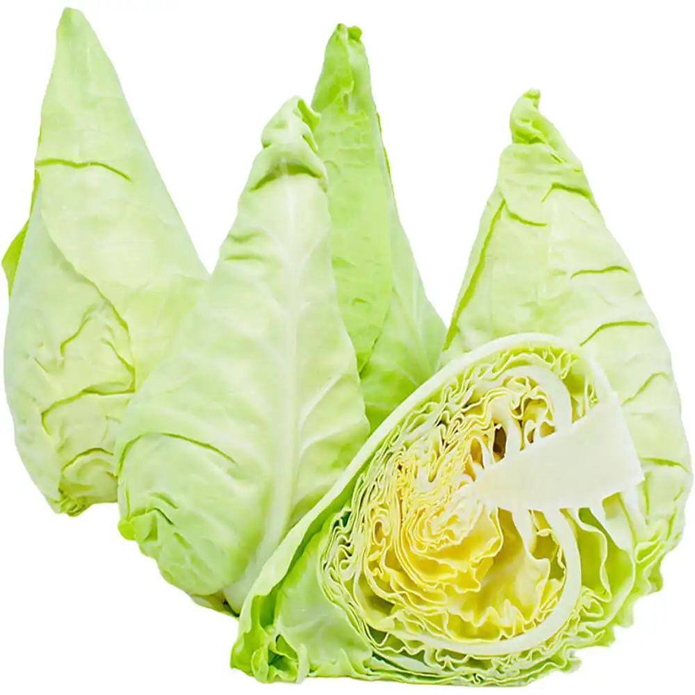 Cabbage Spring Holland