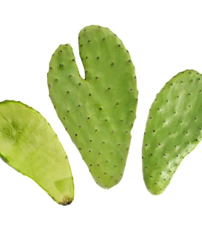 Cactus Prickly Nopal