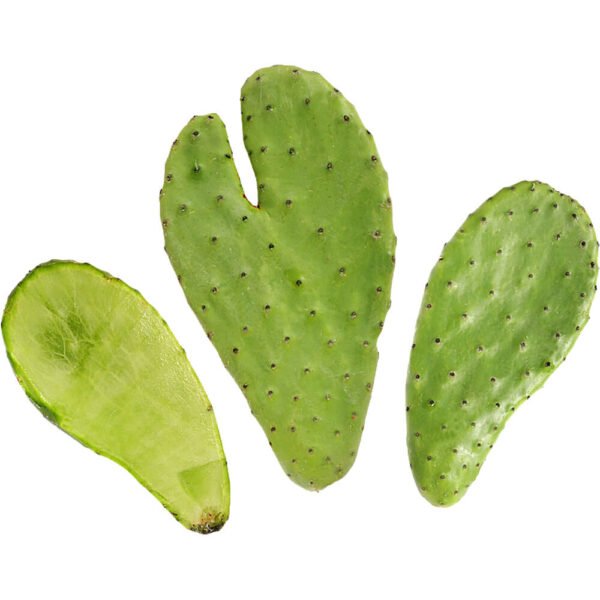 Cactus Prickly Nopal