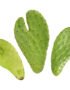 Cactus Prickly Nopal