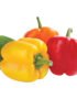 Capsicum Mix Netherlands
