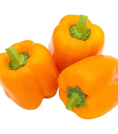 Capsicum Orange Holland