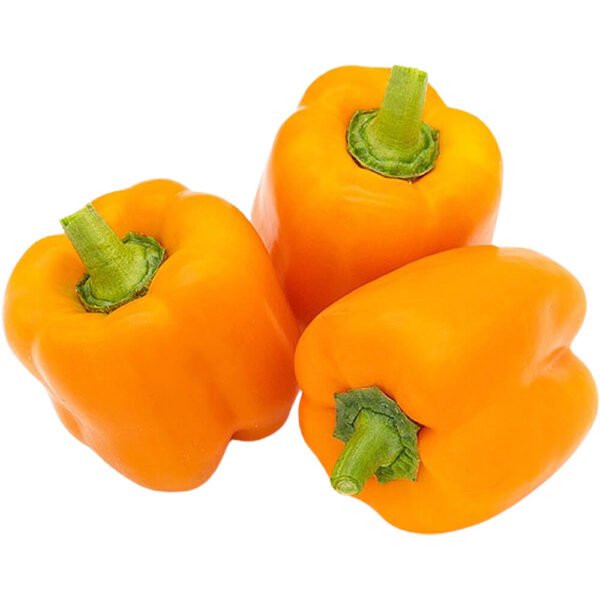 Capsicum Orange Holland