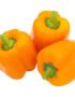 Capsicum Orange Holland