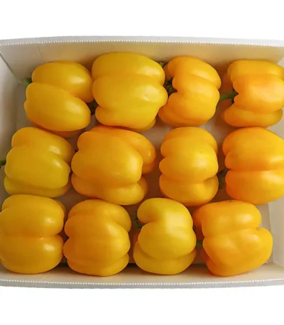 Capsicum Yellow Box
