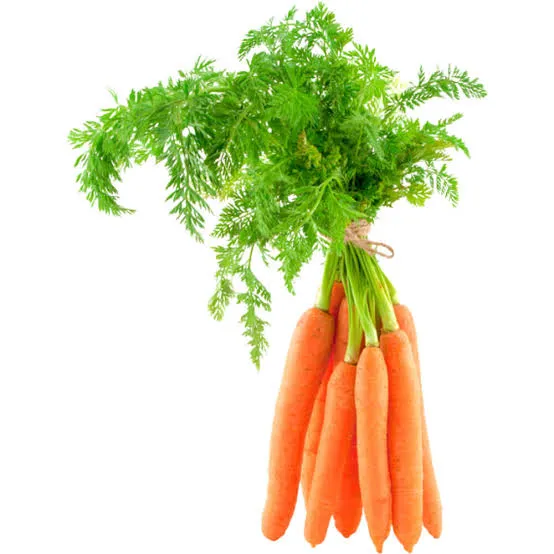 Bunch of fresh carrots with vibrant green leaves still attached