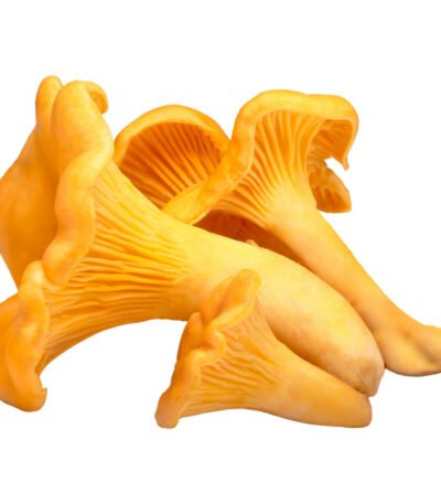Chanterelle Mushrooms