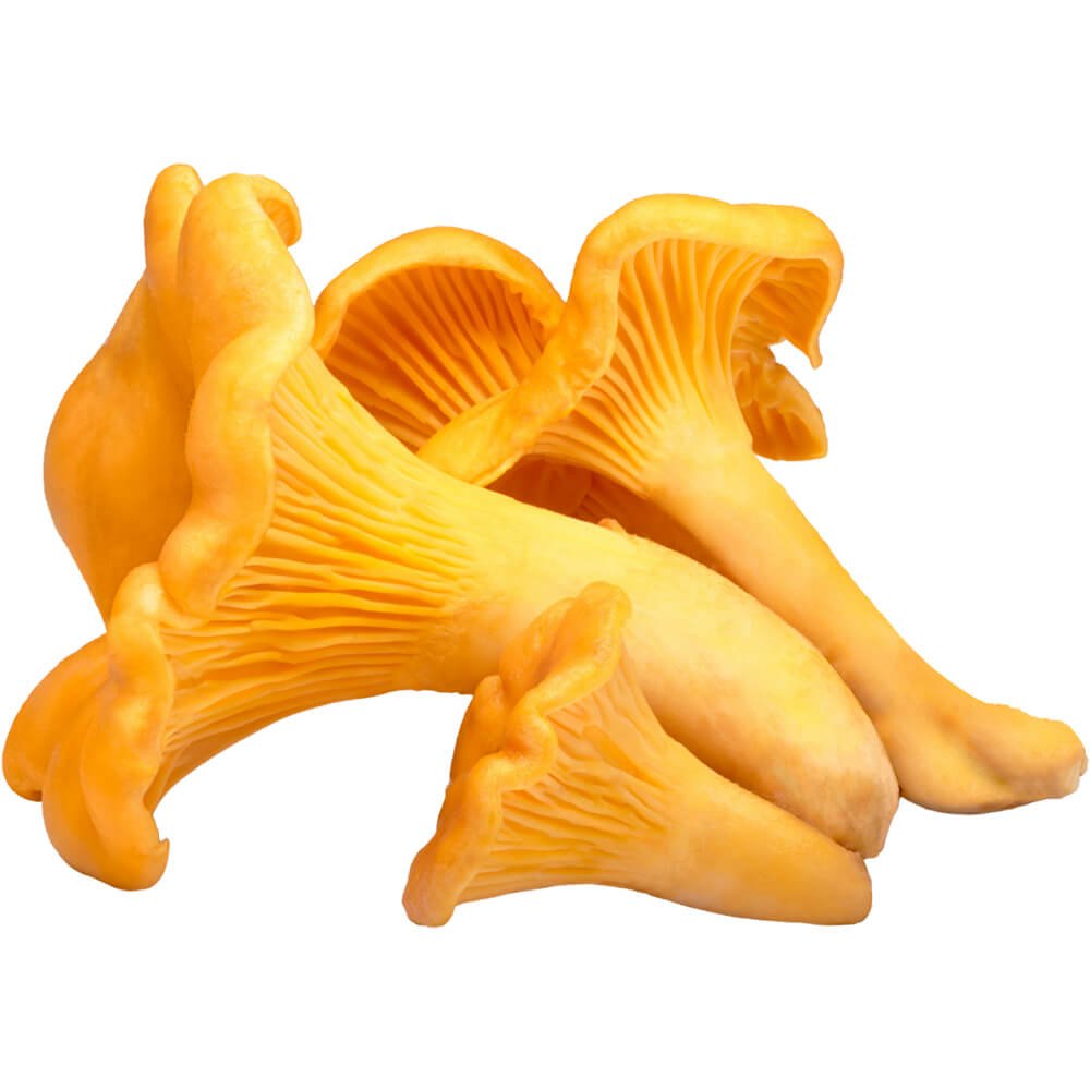 Chanterelle Mushrooms