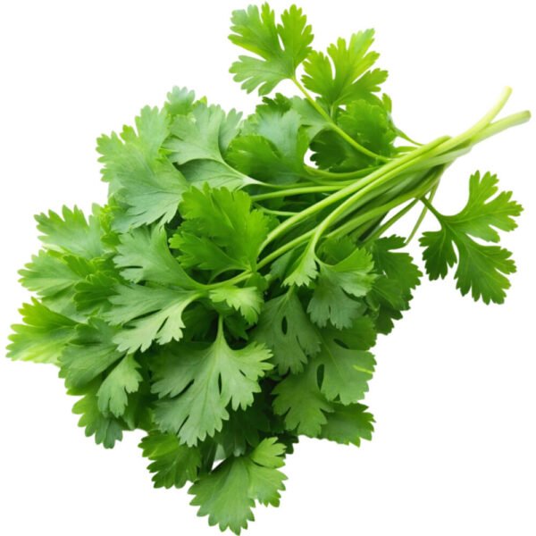 Chervil