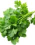 Chervil