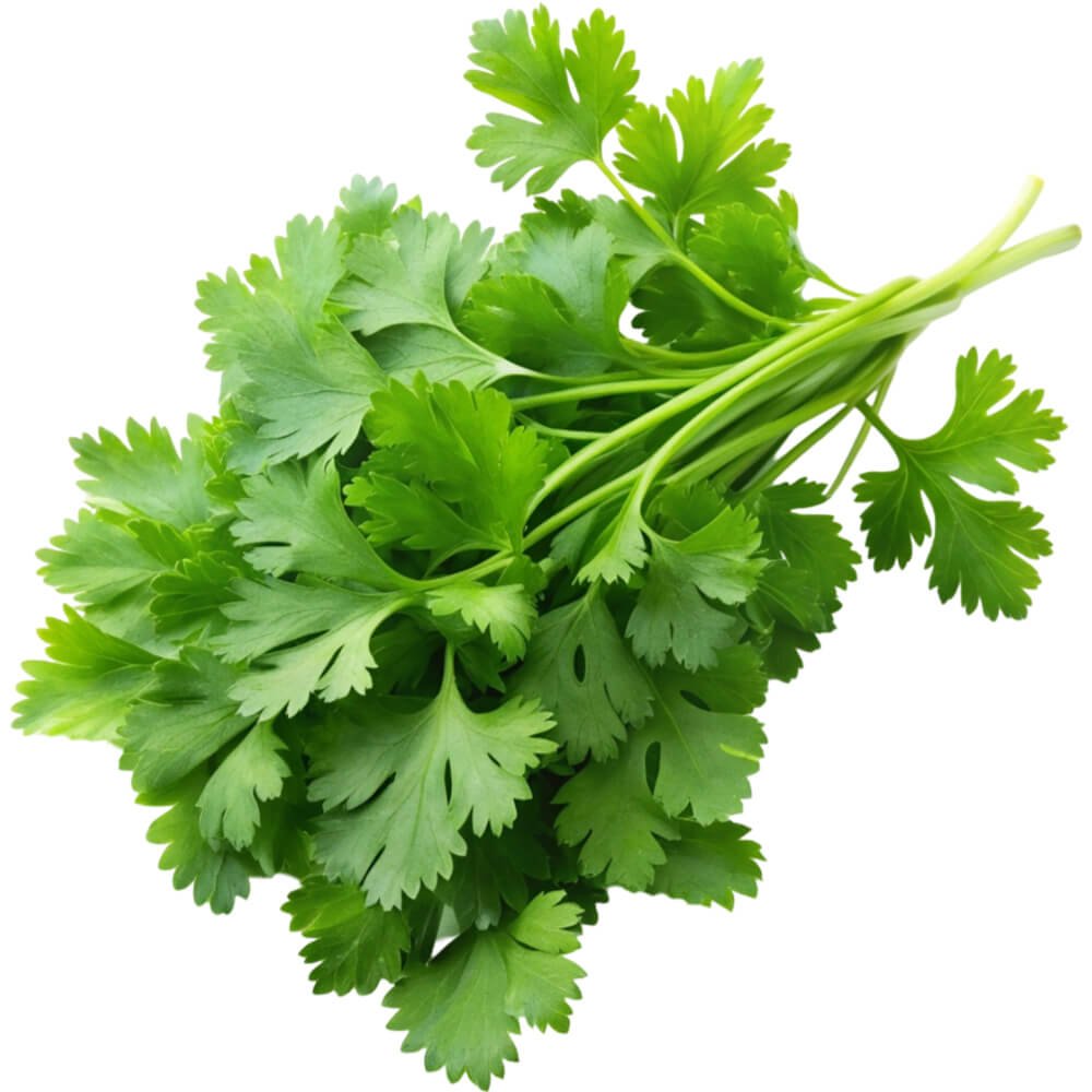 Chervil Chervil