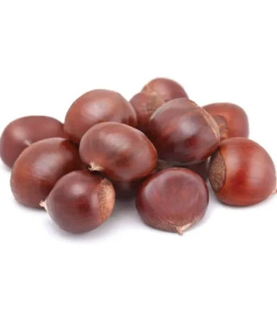 Chestnut Turkey