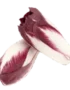 Chicory Red