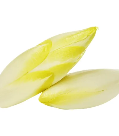 Chicory White