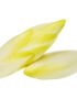 Chicory White