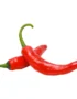 Chili Red Bird Eye
