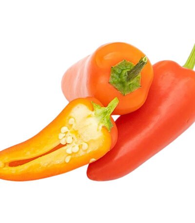 Chilli Jalapeno Red Holland