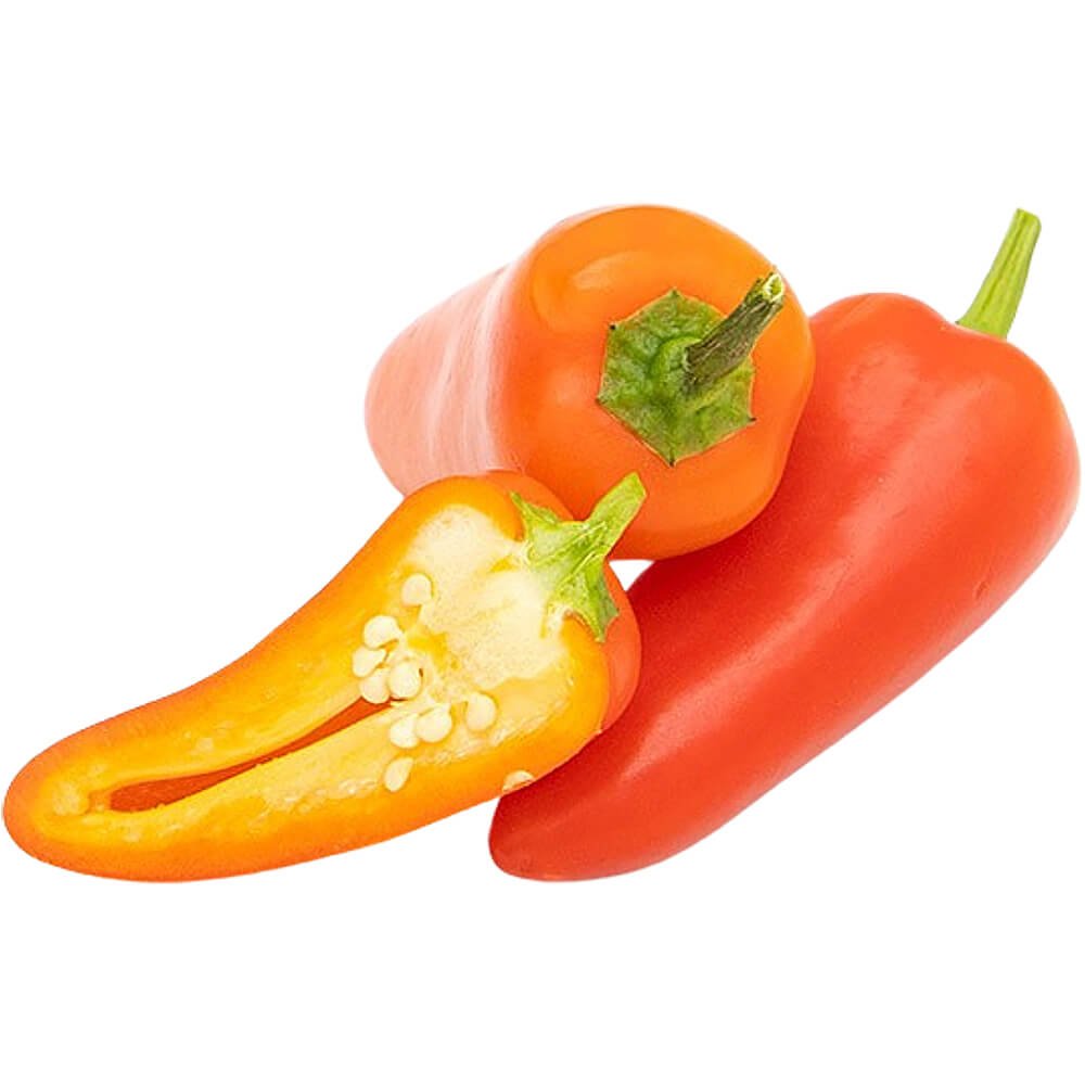 Chilli Jalapeno Red Holland Chilli Jalapeno Red Holland