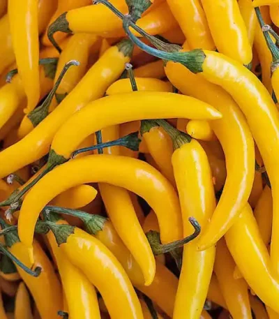 Chilli Yellow Long