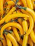 Chilli Yellow Long