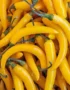 Chilli Yellow Long